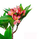 2.25 Ft Fuchsia Artificial Plumeria Flower Tree Tropical Plant in Black Pot