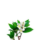 2.25Ft Cream Fuchsia Artificial Plumeria Flower Tree Tropical Plant in Black Pot