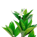 2.25Ft Cream Fuchsia Artificial Plumeria Flower Tree Tropical Plant in Black Pot